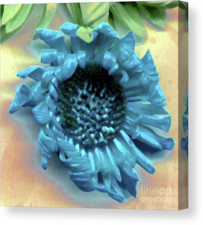  Canvas Print featuring the photograph Daisy Blue by Heather Kirk