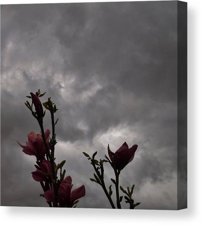 Storm Canvas Print featuring the photograph Dancing in the Storm by Sharon Ackley