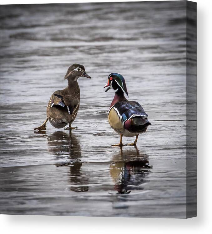 Duck Canvas Print featuring the photograph Dancing Wood Ducks by Paul Freidlund