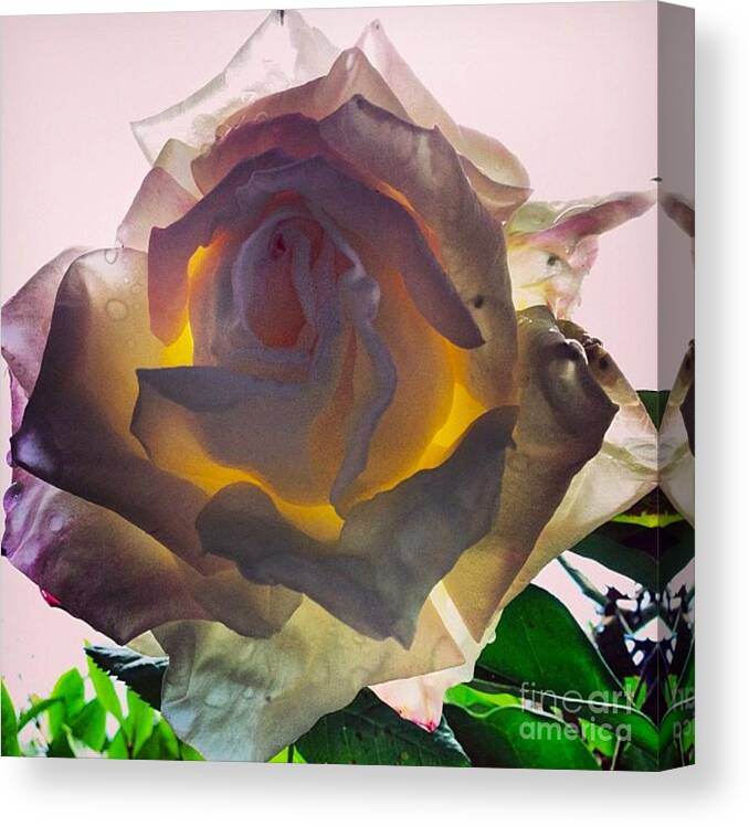 Rose Canvas Print featuring the photograph Daybreak by Denise Railey