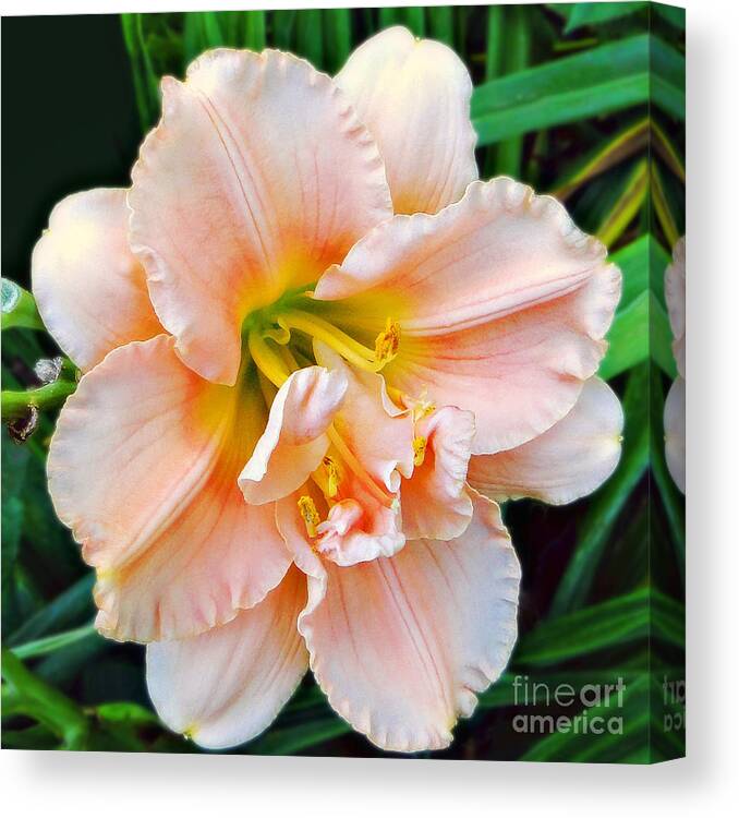 Lily Canvas Print featuring the photograph Daylily Dream by Sue Melvin