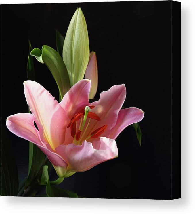 Daylily Canvas Print featuring the photograph Daylily by Jeff Townsend