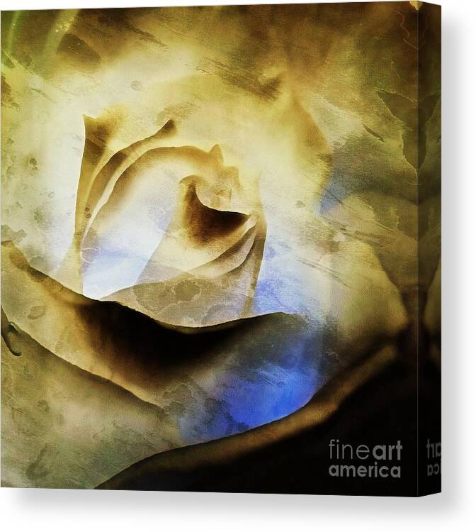 Rose Canvas Print featuring the photograph Days go by - Rose - Dreamscape by Janine Riley