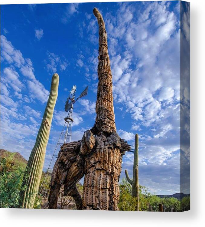 Sonoran Canvas Print featuring the photograph Dead Saguaro In The Sonoran Desert by Michael Moriarty