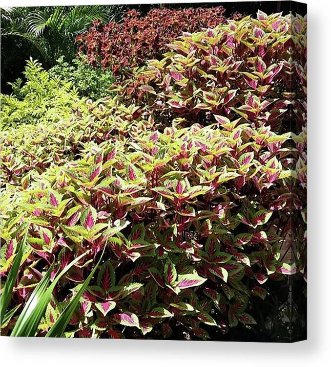 Park Canvas Print featuring the photograph Decorative Plants
#decorativeplants by Wahyu Aprian