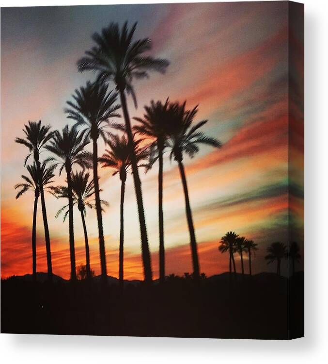 Palm Trees Canvas Print featuring the photograph Desert Palms Sunset by Vic Ritchey