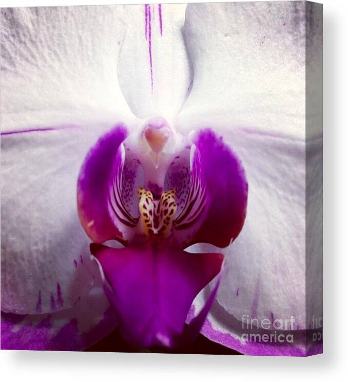 Orchid Canvas Print featuring the photograph Love by Denise Railey