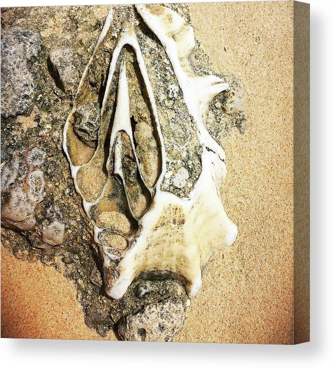 Shell Canvas Print featuring the photograph Discovery at low tide by AnneMarie Welsh