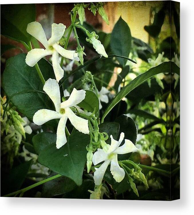 Jasmine Canvas Print featuring the photograph #distressedfx #whatsbloomingnow by Joan McCool