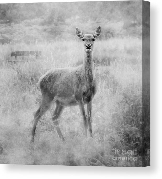 Doe Canvas Print featuring the photograph Doe A Deer A Female Deer In Mono by Linsey Williams
