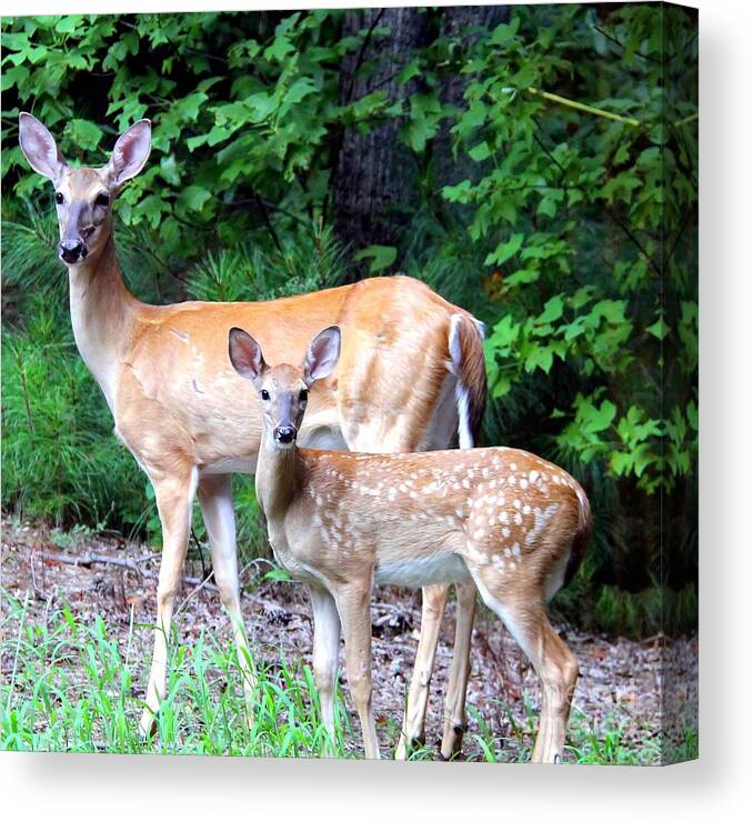 Deer Canvas Print featuring the photograph Doe With Fawn by Jody Frankel 