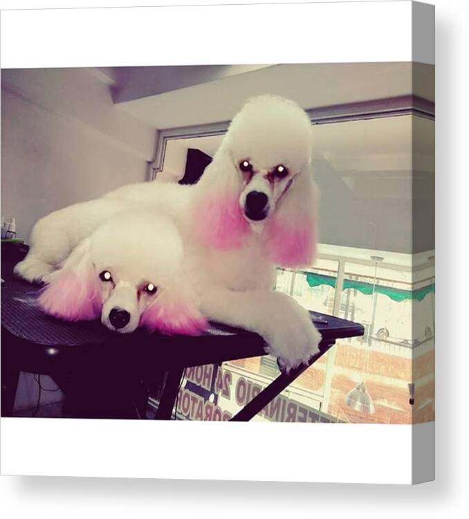 Picture Canvas Print featuring the photograph Dos Poodle Xd
#doggrooming #groomer by Jonas Seijas