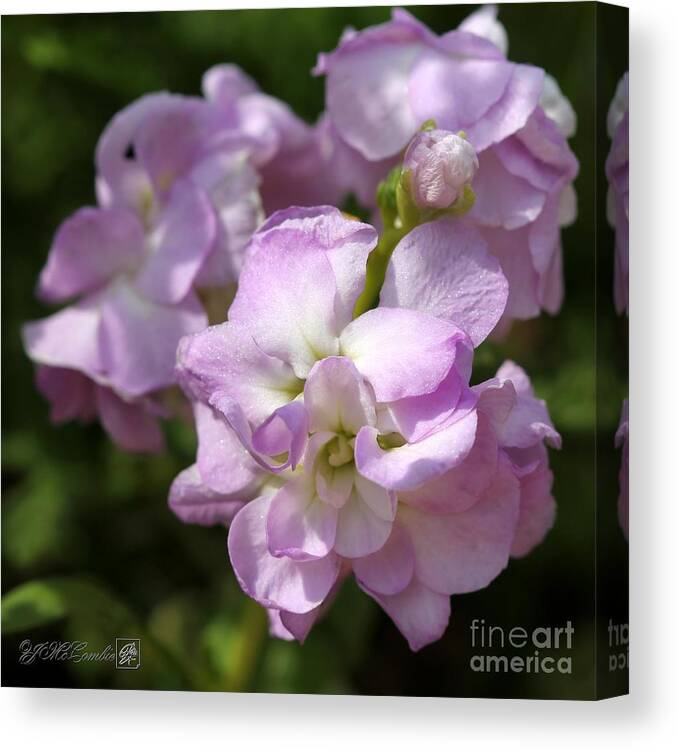 Mccombie Canvas Print featuring the photograph Double Lavender Stocks from the Vintage Mix by J McCombie