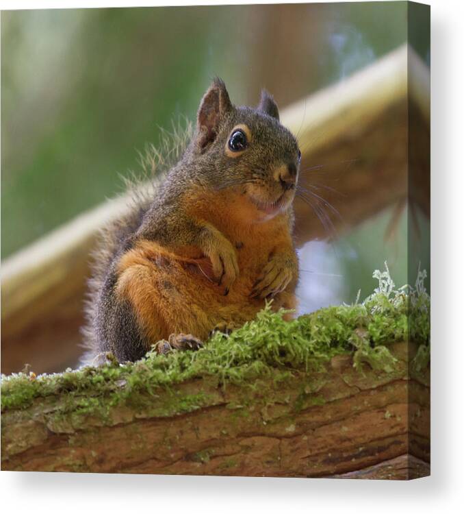 Squirrel Canvas Print featuring the photograph Douglas Squirrel by Paul Rebmann