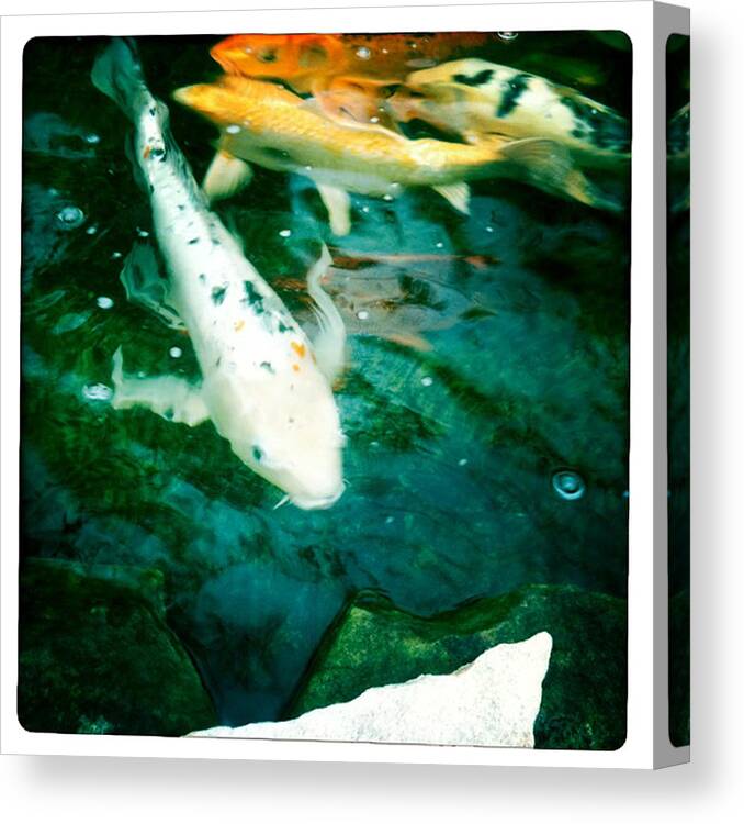 Koi Photographs Canvas Print featuring the photograph Downstream 2 by Brian Kirchner
