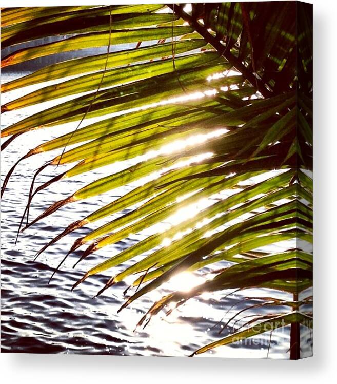 Palm Canvas Print featuring the photograph Downtown by Denise Railey