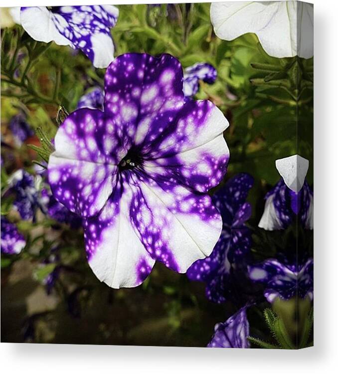 Flower Canvas Print featuring the photograph Star Kissed Bloom by Rowena Tutty