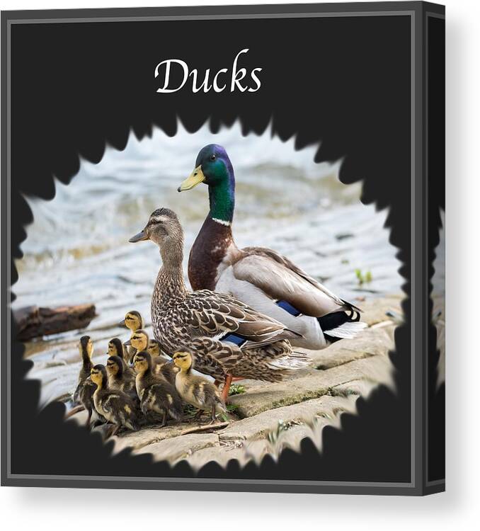 Ducks Canvas Print featuring the photograph Ducks  by Holden The Moment