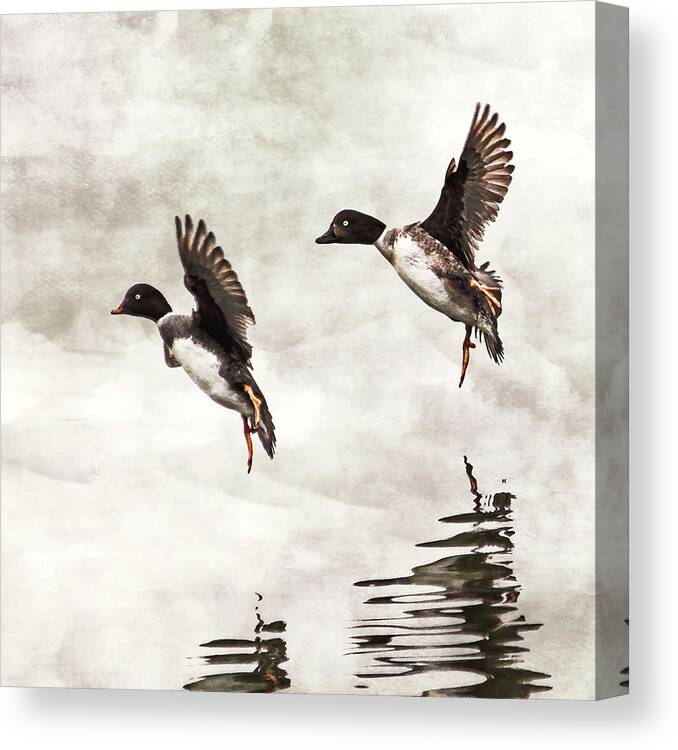 Ducks Canvas Print featuring the photograph Ducks Landing on the Lake by Peggy Collins
