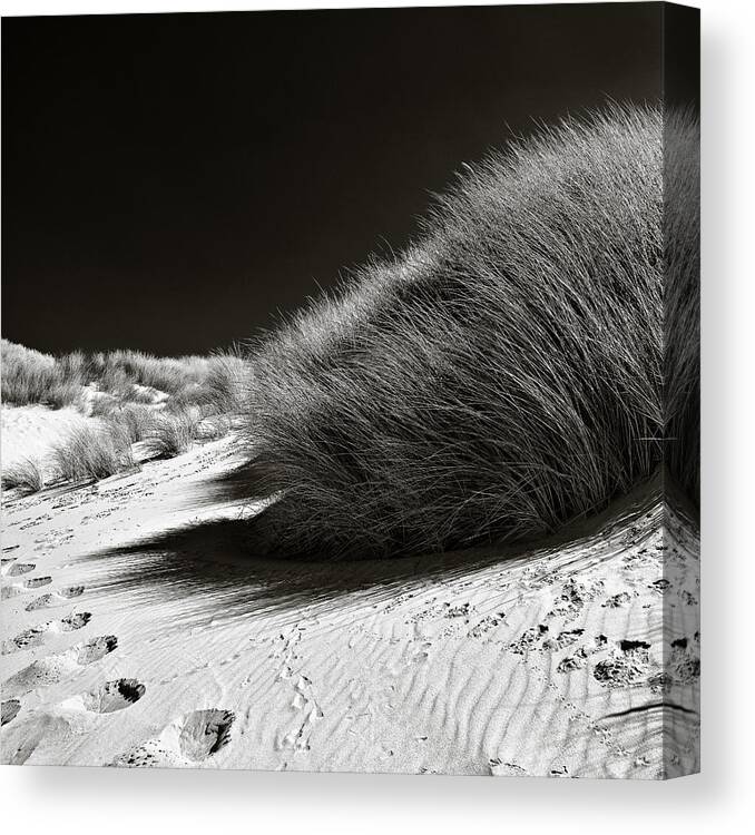 Dune Canvas Print featuring the photograph Dune Grass by Dave Bowman