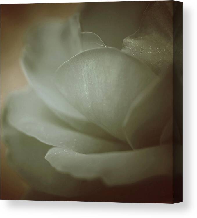 Roses Canvas Print featuring the photograph Dusty Memory by The Art Of Marilyn Ridoutt-Greene