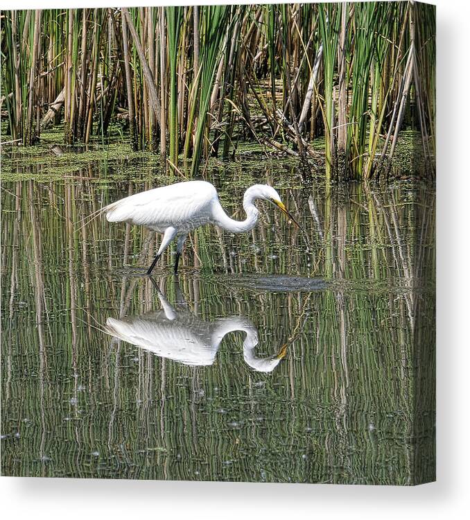 Egret Canvas Print featuring the photograph Egret by David Armstrong