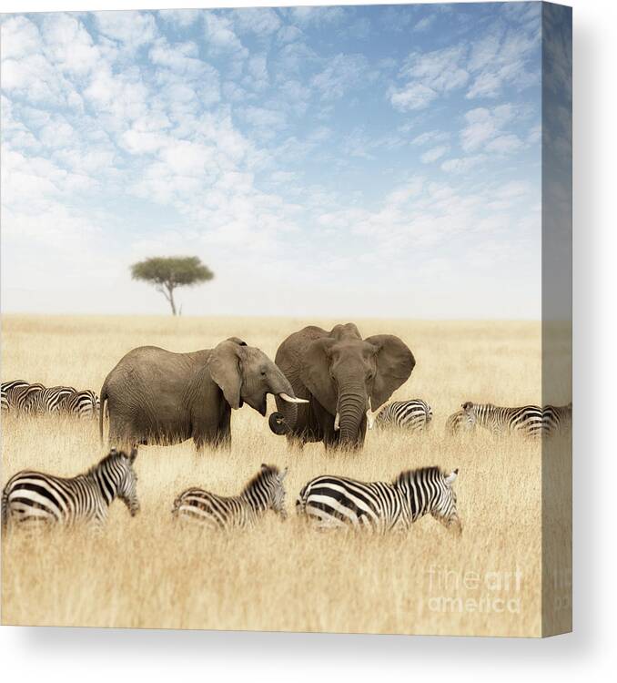 Elephant Canvas Print featuring the photograph Elephants and zebras in the grasslands of the Masai Mara by Jane Rix
