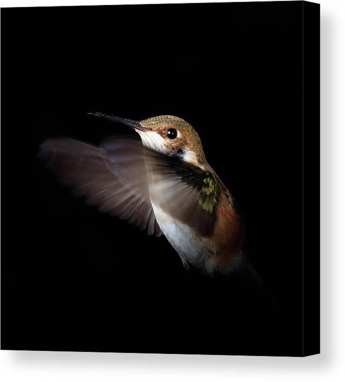 Hummingbird Canvas Print featuring the photograph Embrace the Darkness by Briand Sanderson