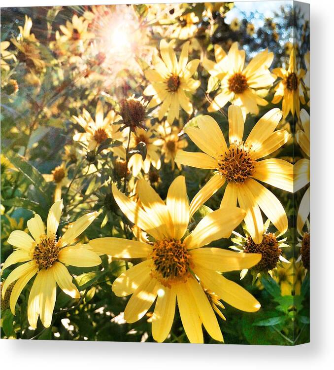 Yellow Canvas Print featuring the photograph End of Summer by Jeff Klingler