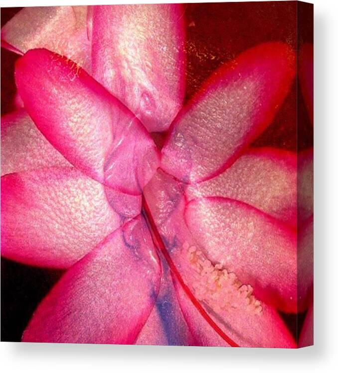 Beautiful Canvas Print featuring the photograph #erotic #flowers #beautiful #pussy #art by Her Flower In Bloom