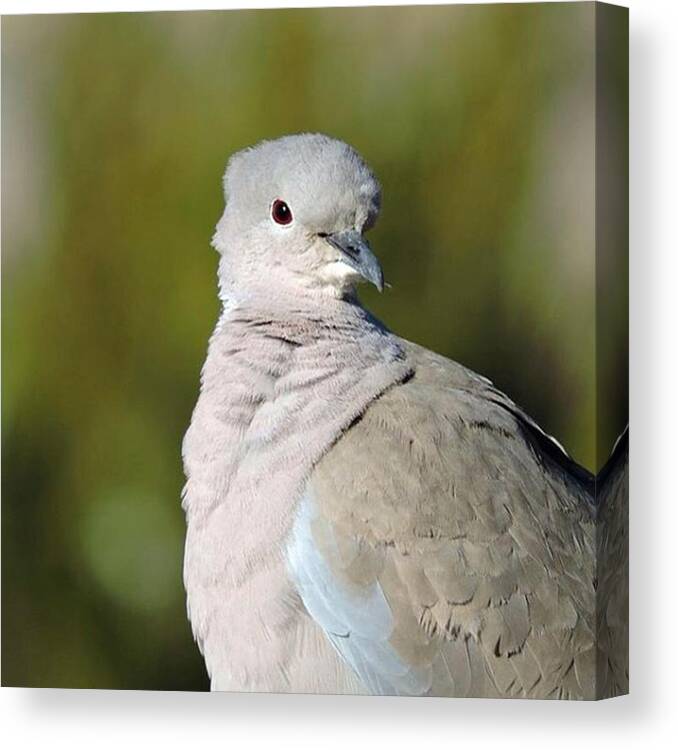 Wildlife Canvas Print featuring the photograph Eurasian Collared Dove, A Non-native by Connor Beekman