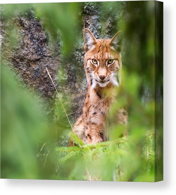 Eurasian Lynx Canvas Print featuring the photograph Eurasian lynx by Torbjorn Swenelius