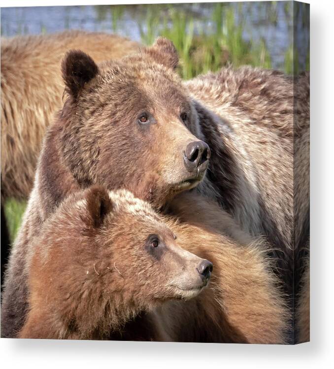 Grizzly Bear Canvas Print featuring the photograph Ever Watchful Mother by Jack Bell