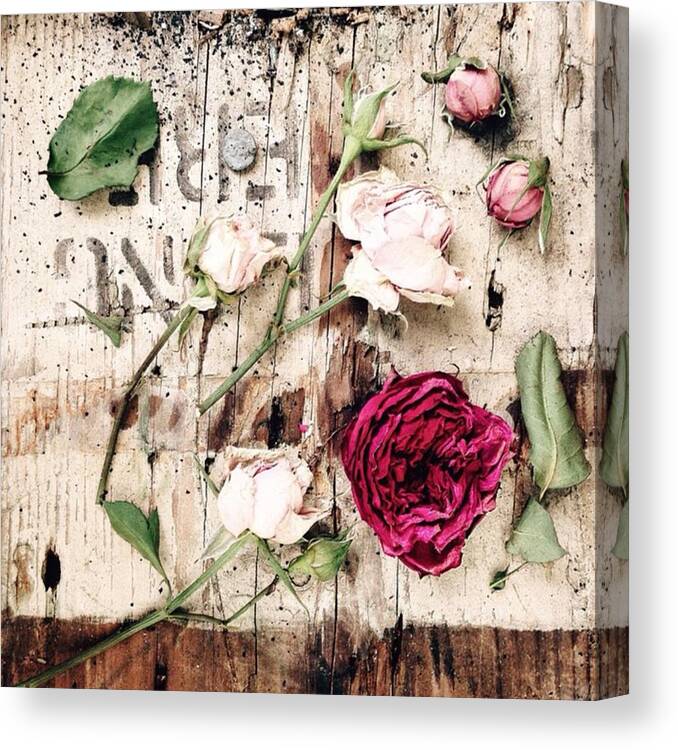 Mystillsundaycompetition Canvas Print featuring the photograph Everything's Rosy This Morning by Naomi Ostroumoff