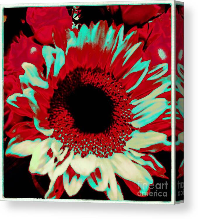 Sunflower Canvas Print featuring the photograph Exposed by Onedayoneimage Photography