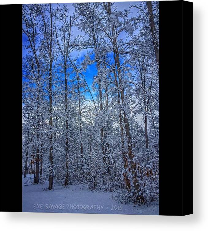 Besafe Canvas Print featuring the photograph #eyesavagephotography #iphone by D Gillwood