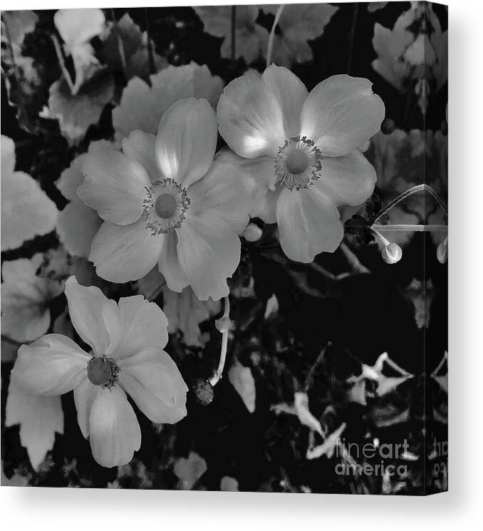 Flowers Canvas Print featuring the photograph Faded flowers by LeLa Becker