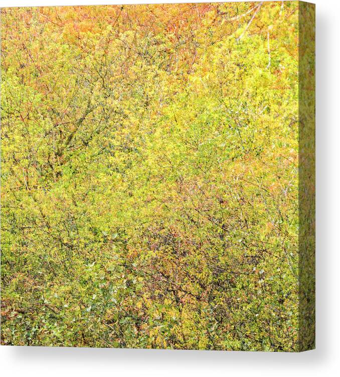 Fall Canvas Print featuring the photograph Fall Colors - Abstract by Shankar Adiseshan