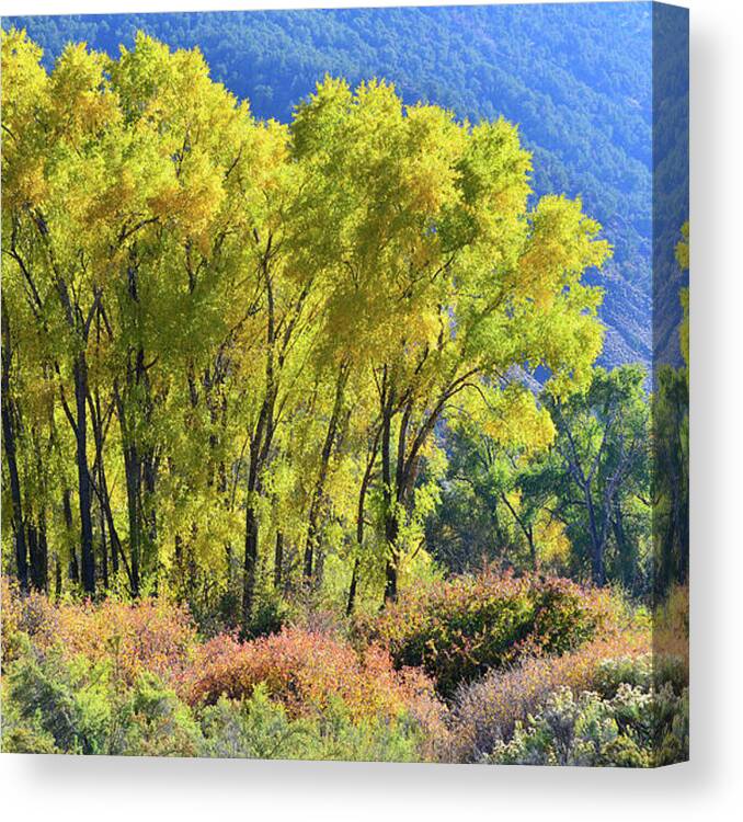 Colorado Canvas Print featuring the photograph Fall Colors Along Colorado River near Silt by Ray Mathis
