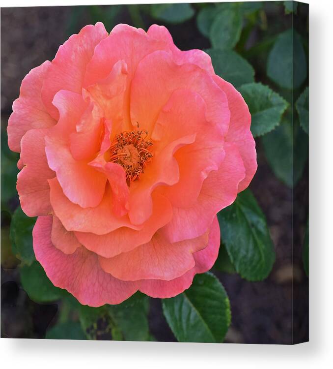 Roses Canvas Print featuring the photograph Fall Gardens Full Bloom Harvest Rose by Janis Senungetuk