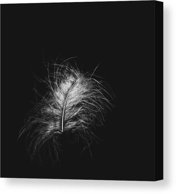 Feather Canvas Print featuring the photograph Feather 3 by Scott Norris