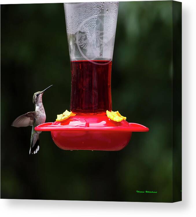 Wildlife Canvas Print featuring the photograph Feeding Hummer-#001 by Thomas Whitehurst