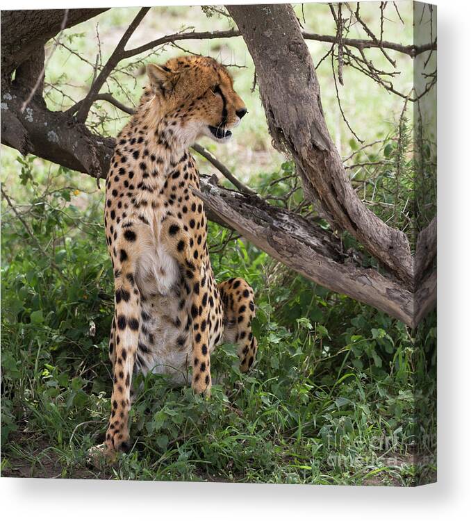 Arusha Canvas Print featuring the photograph Female cheetah under a tree in Serengeti region by RicardMN Photography