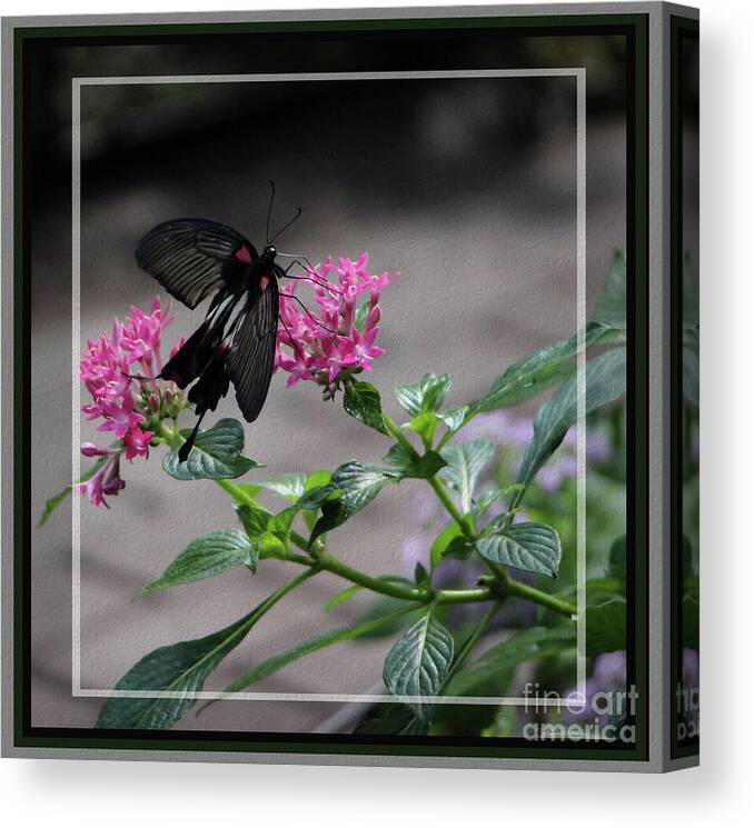 Common Mormon Canvas Print featuring the photograph Female Common Mormon Butterfly, Framed by Sandra Huston