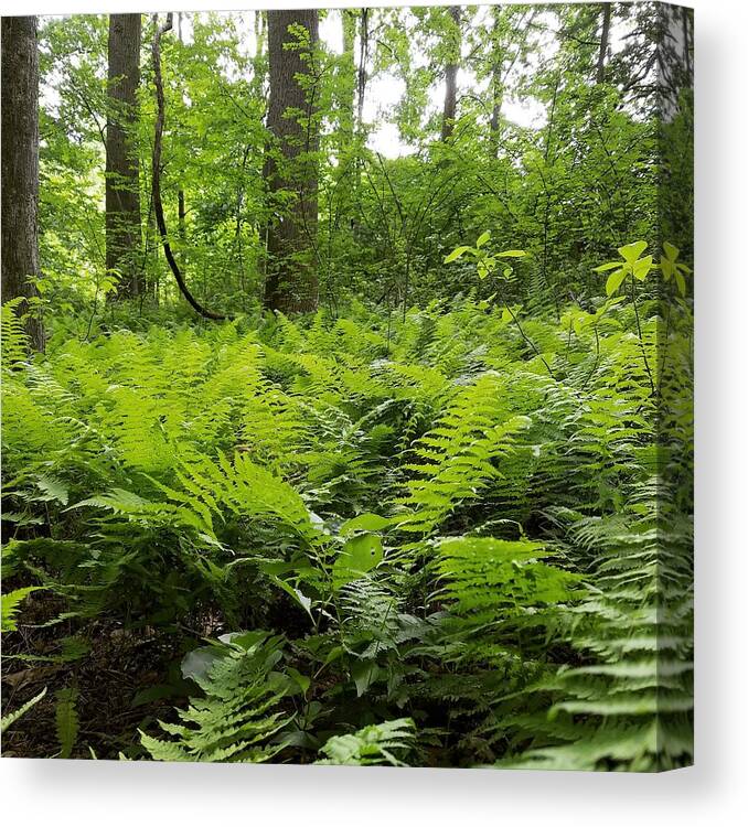 Ferns Canvas Print featuring the photograph Fern Woods by Vic Ritchey