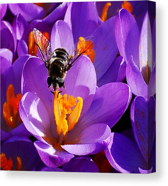 Bees Canvas Print featuring the photograph First Bee of Spring by Kathleen Stephens