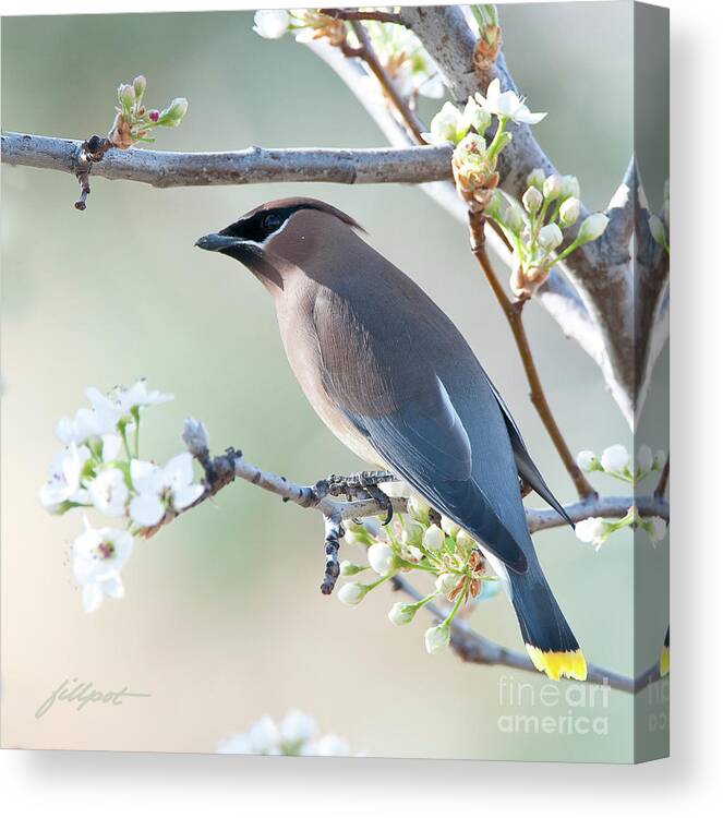 Cedar Wax Wing In Flowering Crab Apple Tree. 1st Day Of Spring Canvas Print featuring the photograph First Day of Spring by Bon and Jim Fillpot