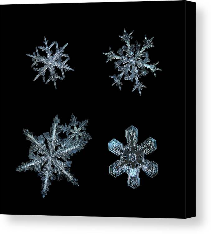 Snowflake Canvas Print featuring the photograph Five snowflakes on black 3 by Alexey Kljatov