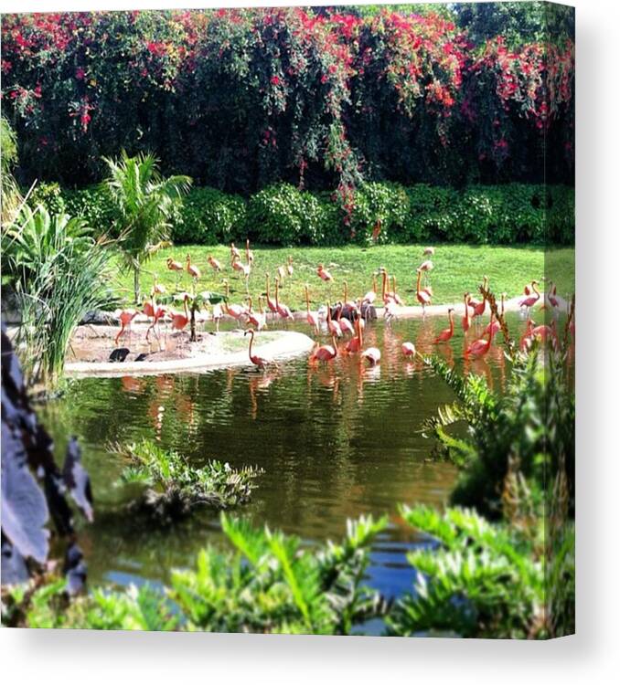 Miami Canvas Print featuring the photograph #flamingos #miami by Kaylee Bays