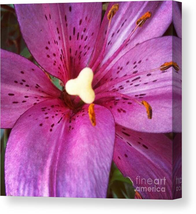 Lily Canvas Print featuring the photograph Flecked by Denise Railey
